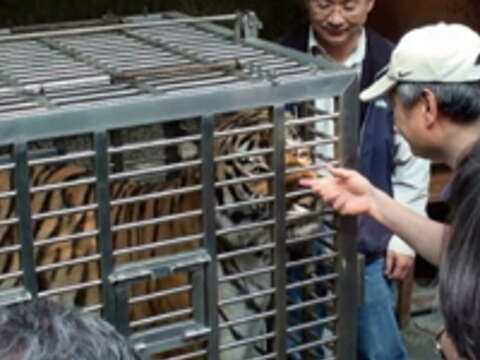 李安拍攝《少年Pi的奇幻漂流》時，透過影委會在臺北市立動物園選擇適合拍攝的老虎。（註：碰觸老虎行為是在專業指導下進行）（臺北市電影委員會提供）