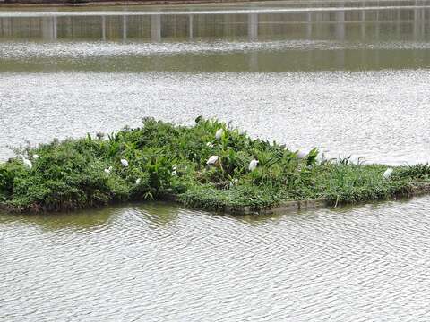 大湖白鷺鷥以生態浮島為家