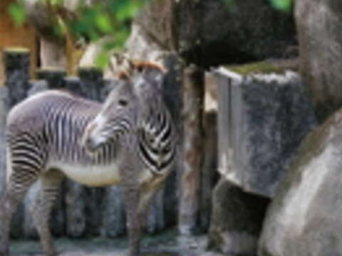 到動物園探訪黑白相間的斑馬寶寶,讓你2014年「馬」到成功。(攝影/楊智仁)