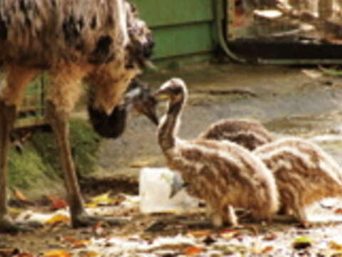 鴯鶓幼鳥