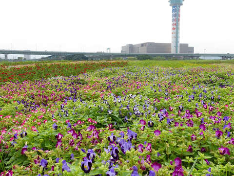 私房打卡新秘境 社子無敵河景花海 陳薇
