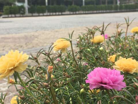 府前廣場仁愛路兩側盆栽有栽植重瓣松葉牡丹可欣賞