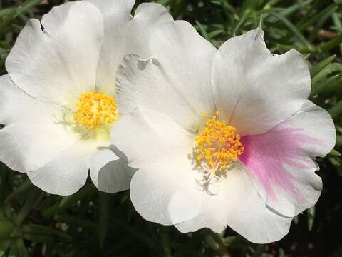 向陽而開 花瓣在陽光下如蟬翼般帶點透明