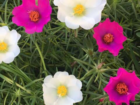 早晨開花 午後便閉合 有「半日花」「午時花」之稱