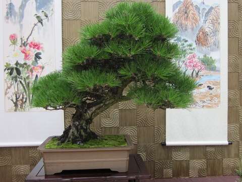 盆景搭配水墨畫格外別緻