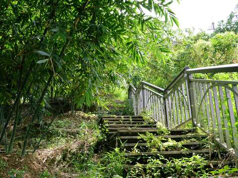 往傳生茶園秘徑