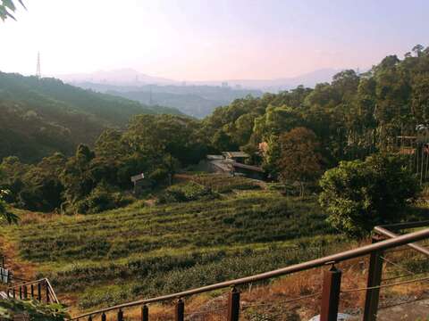 貓空水土保持茶園
