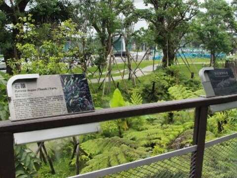 三重世貿公園的蕨類谷是帶小朋友認識蕨類的好地方