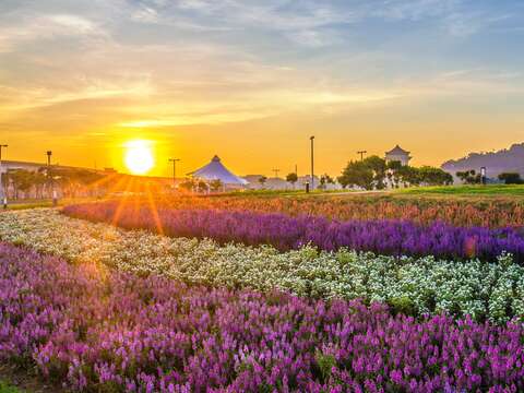 主會場屆時大佳河濱 花海盛開