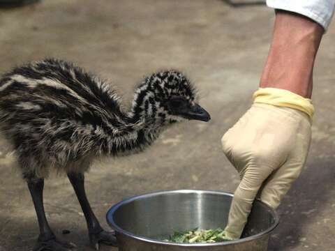 保育員教導人工孵化的雛鳥生存技能
