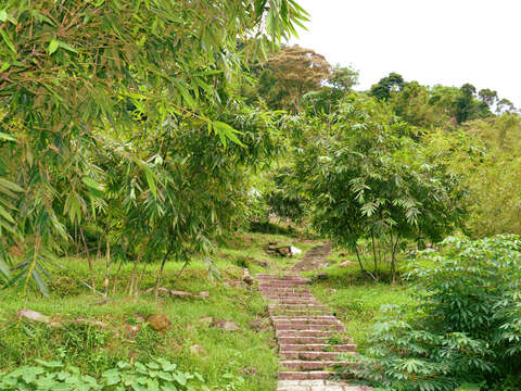 平溪步道沿線竹林