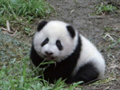 大貓熊圓仔(圖/臺北巿立動物園提供)