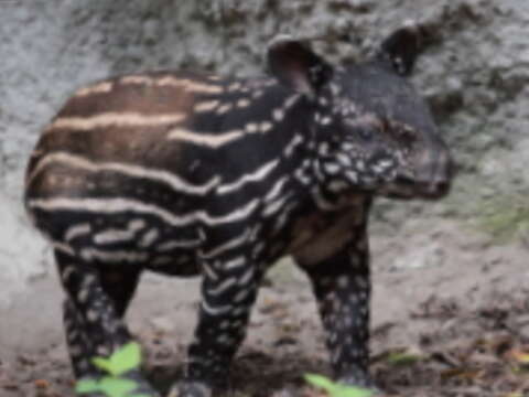 馬來貘(圖/臺北巿立動物園提供)