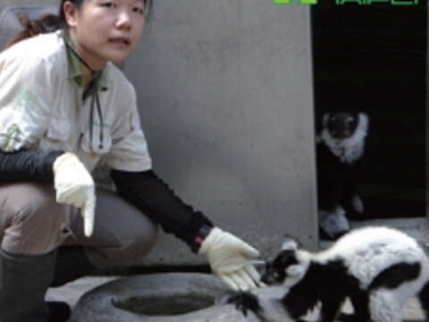 白頸狐猴(圖/臺北巿立動物園提供)