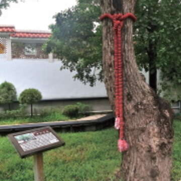 中庭花園的老樟樹,是由國父獨子孫科先生親手栽種。(攝影/郭鳳孝)