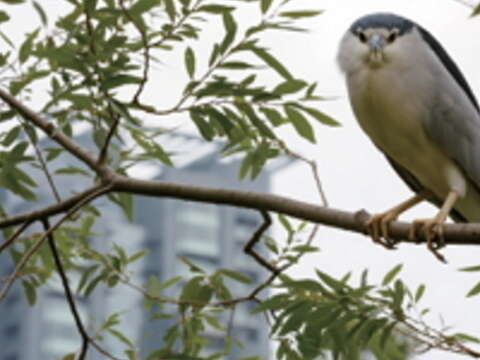 不妨搭捷運到大安森林公園賞鳥，一年四季都有精彩鳥況可看。（攝影／楊智仁）