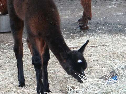 羊駝寶寶開始模仿媽媽、阿姨們採食牧草