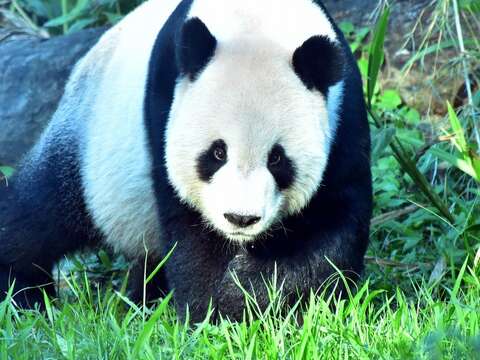 天氣涼爽的舒適溫度，非常適合大、小朋友來個動物園小旅行唷！（大貓熊「團團」）