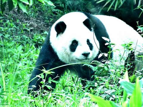 「圓仔」不知是不是長大成熟變穩重了，今年還未見她展現以往的「拆樹計畫」