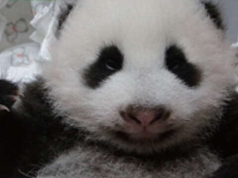 圓滾滾的大貓熊,令人忍不住想抱抱牠。(圖/臺北市立動物園提供)