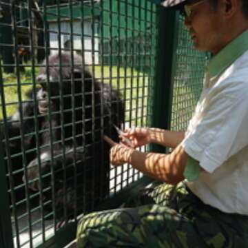 黑猩猩主動把手臂靠近網欄，讓王萬憲進行打針訓練。（攝影／潘逸凡）