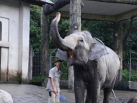符成棟一聲令下， 亞洲象張開大嘴讓他檢查口腔。（攝影／王能佑）