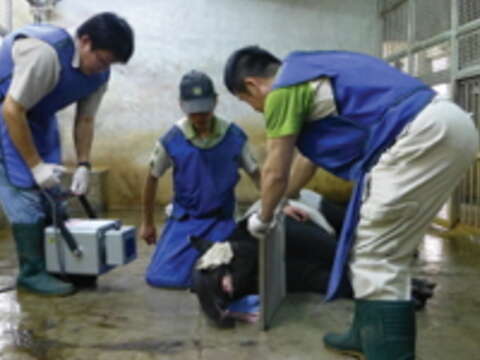 馬來貘貘卡經由符成棟（中）的訓練，現在已能乖乖躺著接受X光拍攝。（圖／符成棟提供）
