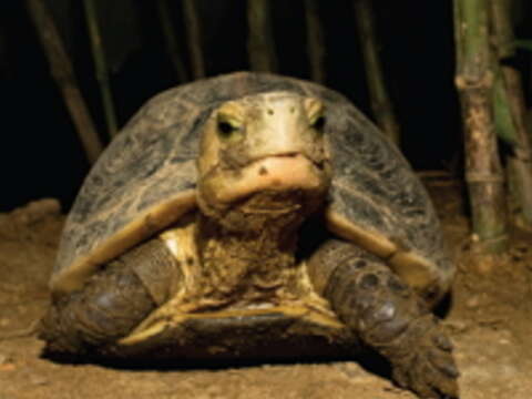 翡翠水庫擁有珍稀動物食蛇龜，而且計劃建立亞洲地區龜類保育的重要示範區。（圖／臺北翡翠水庫管理局提供）