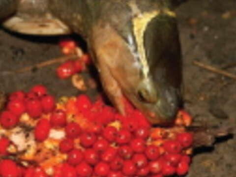 食蛇龜並不吃蛇，圖中吃的是姑婆芋果實。（圖／臺北翡翠水庫管理局提供）