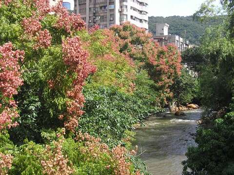 磺溪河畔落花流水，秋意中的旺盛生命力