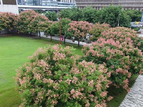 行旅廣場臺灣欒樹成為來往行人專注焦點