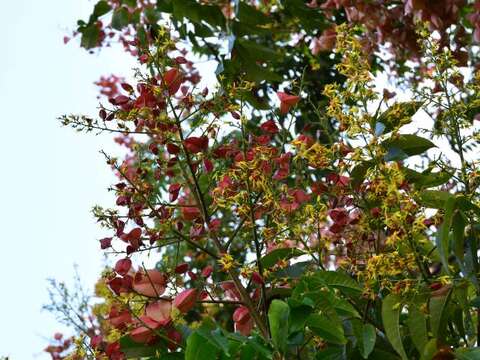 秋風將黃花轉成紅果佈滿樹冠