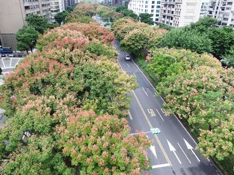 秋風染紅枝梢為敦化南路帶來城市景觀美感