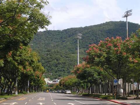 青山綠樹與臺灣欒樹吸引眾多市民前往拍攝留下美麗的記錄