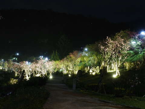 櫻花溪流區夜櫻