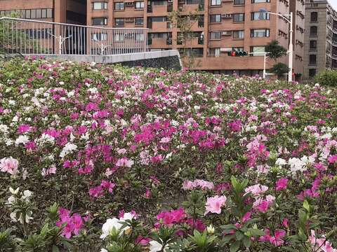 臺北杜鵑花季