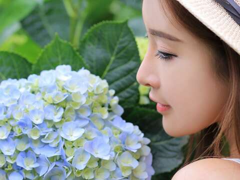 少女與繡球花