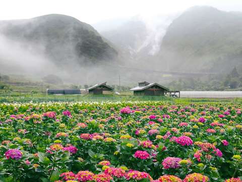 頂湖繡球花田