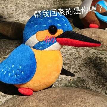協尋小水鴨臉書打卡活動_抽出幸運兒獲得翠鳥娃娃