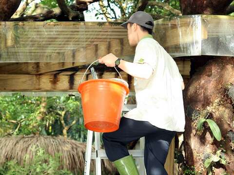 保育員要架設鋁梯才能爬上樹屋幫長鼻浣熊放置食物