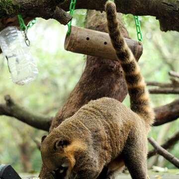長鼻浣熊環狀毛色的尾巴，也經常被誤認為環尾狐猴