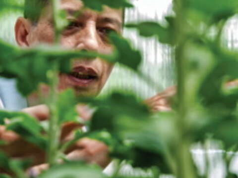 大立菊是謝忠義心目中最難對付的植物。(攝影/許斌)
