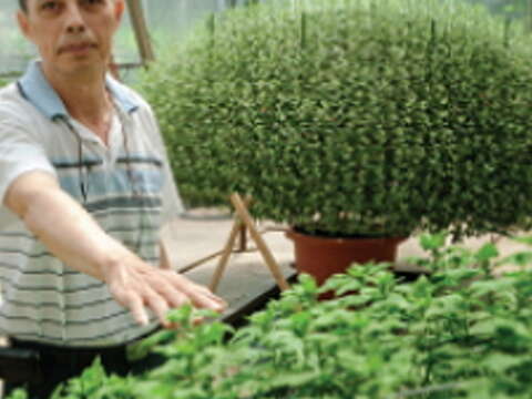 「大立菊達人」謝忠義與花草為伍幾十年,把植物當孩子來帶,週休假期也不忘到溫室一趟才安心。(攝影/許斌)