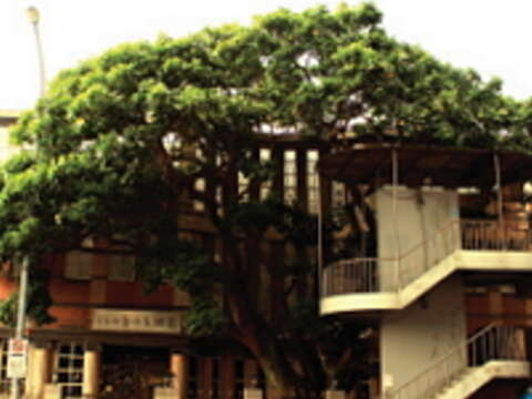 舊車站天橋邊的百年老樹是小學生口中的刺桐奶奶，陪伴無數莘莘學子成長。（攝影／JackRabbit）
