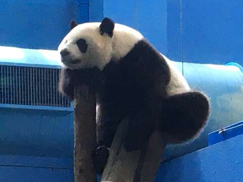 大貓熊非常怕熱，因此夏天都待在冷氣房中（「圓仔」）