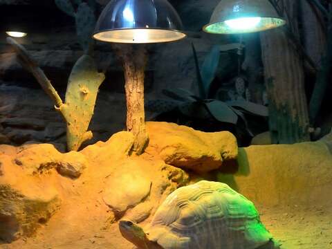 天冷時，兩爬動物可以照燈或是泡溫水保暖