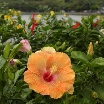 碧湖公園湖畔的朱槿花。