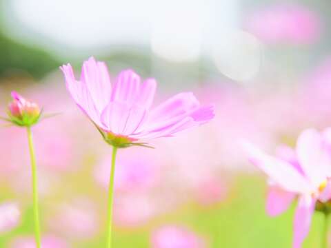 宇宙之花攻佔北美館 波斯菊花海夢幻登場