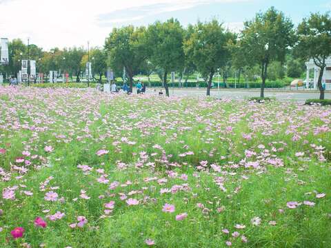 宇宙之花攻佔北美館 波斯菊花海夢幻登場