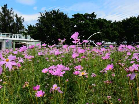 宇宙之花攻佔北美館 波斯菊花海夢幻登場